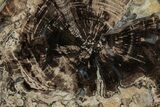 Petrified Wood (Schinoxylon) Round - Blue Forest, Wyoming #335003-1